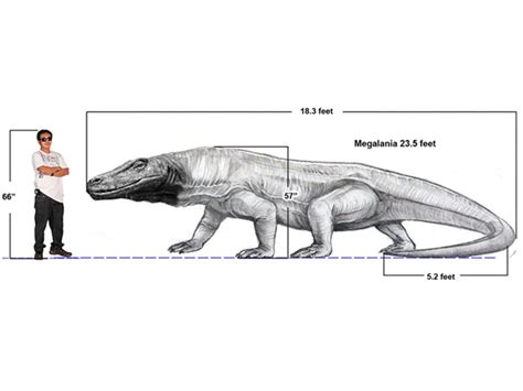 Komodo Dragon Human Size Comparison
