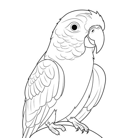 cute grey parrot coloring pages  adults outline sketch drawing