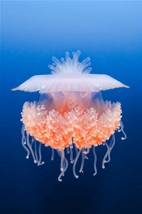jellyfish moments