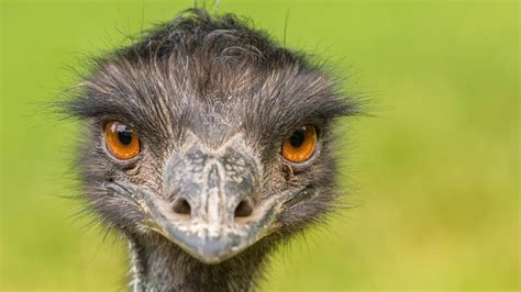 australian town  nannup   invaded  emus cnn