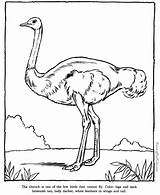 Coloring Ostrich Pages Animals Zoo Animal Drawing Printable Kids Drawings Honkingdonkey Preschool Print Raisingourkids Fly Identification Bird Gif Outline Book sketch template