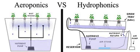 aeroponics  hydrophonics   processes  growing plants