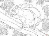 Eastern Rosella Squirrel sketch template