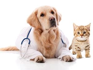 gezondheid bij hond en kat ozzles dogfood