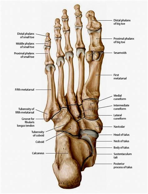 The Bones In The Foot Inferior View Picture Illustrated