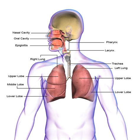 collection  png respiratory system pluspng