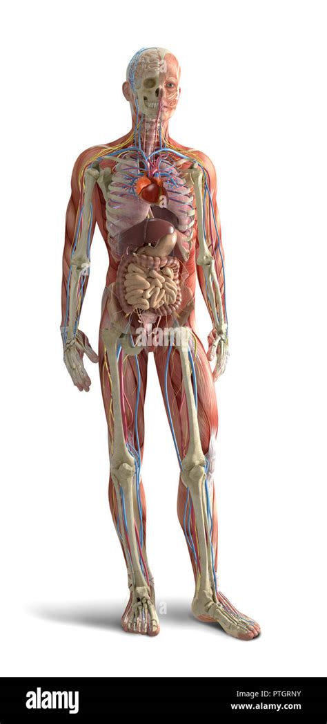 digital illustration  human body anatomy stock photo alamy