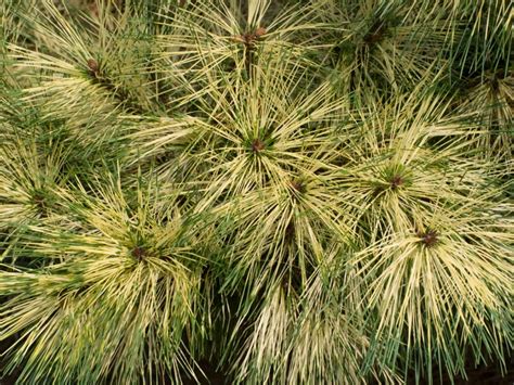 japanese red pine learn  japanese red pine care