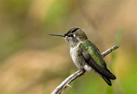 black chinned hummingbird pentax user photo gallery
