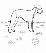 Coloring Pages English Mastiff Printable Bulldog Getcolorings sketch template