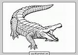 Crocodile sketch template