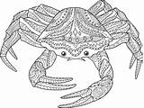 Crabs Verbnow sketch template