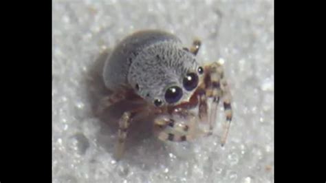 dont forget  baby spiders  cute  raww