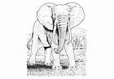 Elefante Colorear Sabana sketch template