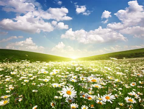 field  daisies wallpapers wallpaper cave
