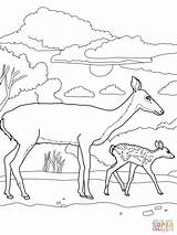 Deer Coloring Pages Printable Baby Tailed Fawn Mother Tail Doe Deers Print Bucks Kids Colouring Color Drawing Buck Animal Family sketch template