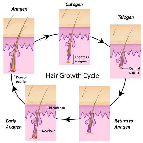 hair growth cycle village dermatology