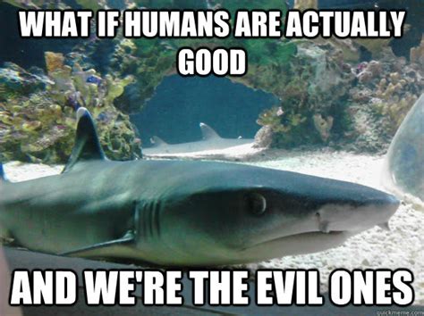 25 the 25 funniest shark memes complex