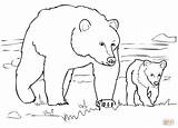 Grizzly Hewan Sketsa Mewarnai Darat Polar Berkaki Orsi Osos Kumpulan Empat Marimewarnai Gambarcoloring Beruang Ositos Terbaru Terlengkap Orso Supercoloring Pemandangan sketch template