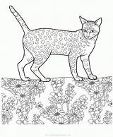 Colorat Pisica Planse Desene Colorare Pisici Gatti Kolorowanki Egyptian Kot Egipcio Egipski Egiziano Colorkid Malvorlagen Imagini Animale Gatto Katzen Animali sketch template