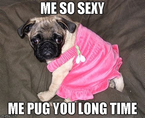 Sexy Pug Imgflip