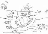 Duckling Coloring Ugly Pages Duck Mallard Colouring Drawing Getdrawings Getcolorings Pa sketch template