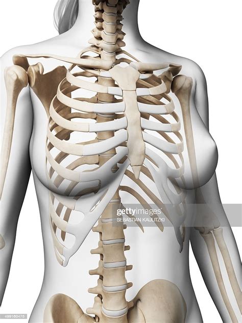 Anatomy Under The Right Rib Rib Cage Anatomy Pain