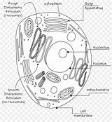 Cell Mitochondria Tierzelle Unbeschriftet Pflanzen Eukaryotic Clipground Seekpng sketch template