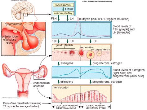 What Roles Do Hormones Play In The Female Menstrual Cycle Teenage