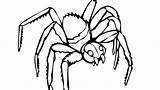Coloring Widow Tarantula Spider Red Back Pages Getdrawings Getcolorings Color sketch template