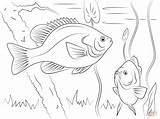 Coloring Pages Sunfish Redear Drawing Crappie Template Getdrawings Drawings sketch template