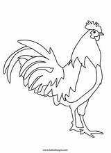 Gallo Colorare Disegno Tuttodisegni Roosters Rooster Chicken Fattoria sketch template