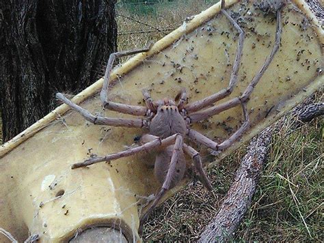 Giant Huntsman Spider Captured On Camera In Australia The Independent