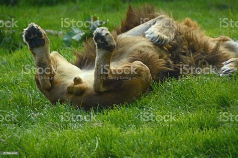 photo libre de droit de lion laying on his back showing its