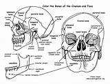 Skull Bones Anatomy Coloring Pages Cranium Human Face Features Printable Drawing Sheet Book Bony Physiology Pdf Exploringnature Rib Worksheet Cranial sketch template