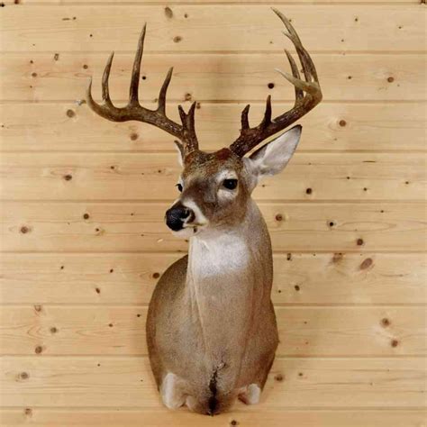 Whitetail Deer Taxidermy Mount 12 Point In7033 Whitetail Deer