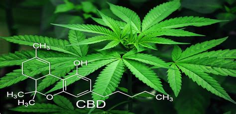 Cbd And Female Sexual Wellness All You Need To Know Natural Health
