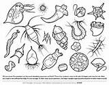 Plankton Asu Biologist Askabiologist Biology Ocean Microbe Designlooter sketch template