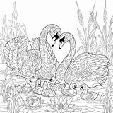 Coloring Pages Family Animal Families Printable Fun Swan Zentangle Stylized Birds 30seconds Colouring Print Everyone Mom Tip Illustration Preview Drawing sketch template