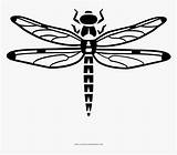 Colorear Dragonfly Libelula sketch template