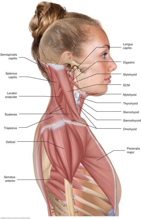 muscles   neck musculature   cervical spine