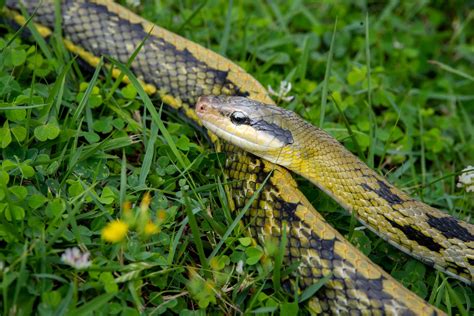 okinawa snake safety  kadena air base news