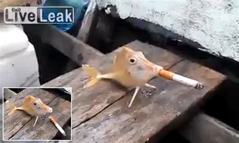fishermen force  fish  smoke  cigarette daily mail