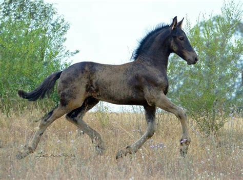friesian baby    great dirt roll lol beautiful horses friesian horse horses