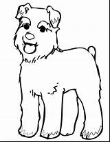 Schnauzer Miniature Getdrawings Drawing sketch template