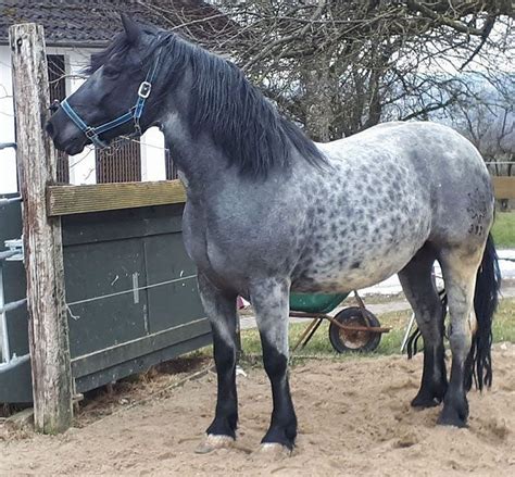 reverse dapple blue roan atjeffreylanters animals horses black
