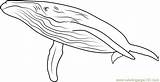 Coloring Whale Whales Endless Ocean Pages Gray Coloringpages101 Printable Template sketch template