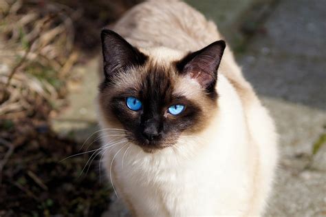expected life span   blue point siamese cat siamese  day