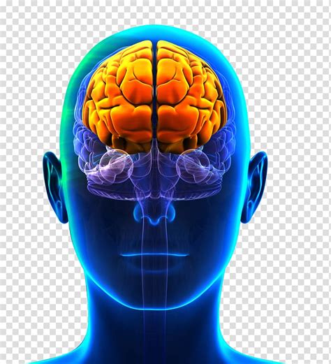 prefrontal cortex frontal lobe cerebral cortex lobes   brain