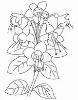 Flower Fuchsia Coloring Plant sketch template